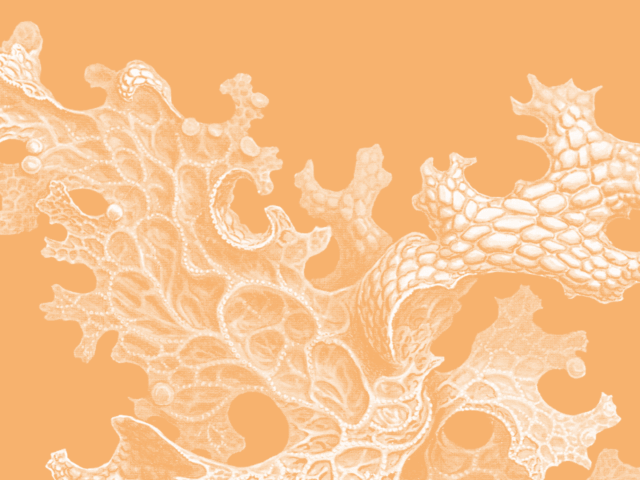 Copertina Arancione